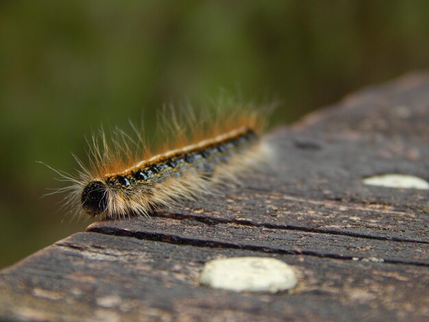 Oruga procesionaria Zaragoza